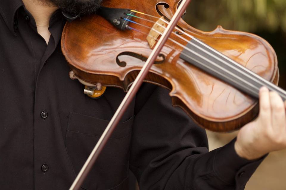 Violino