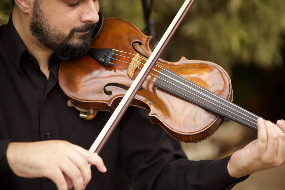 Violino