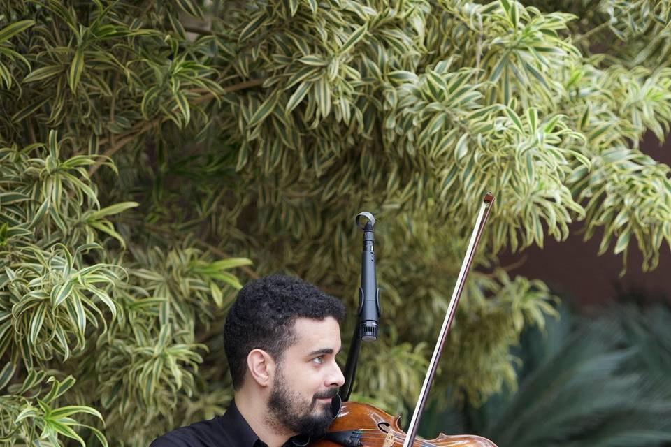 Violino