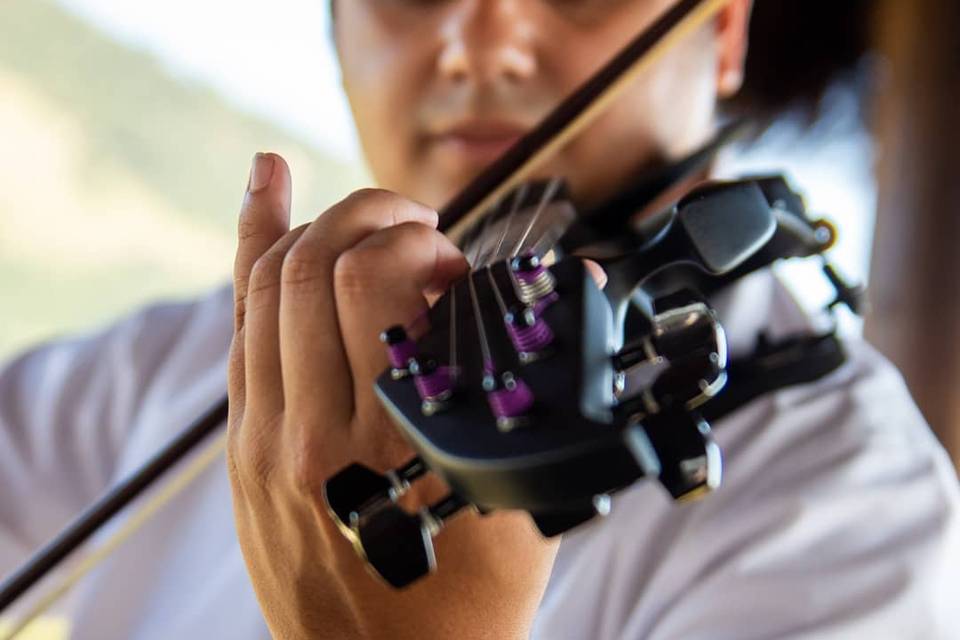 Violino