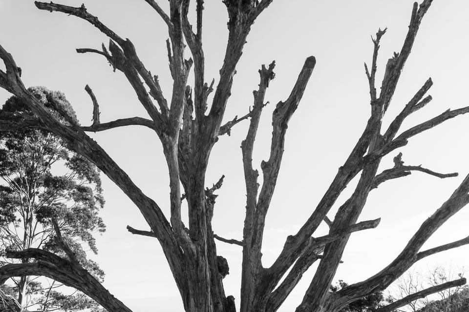 Fotógrafo de Casamento