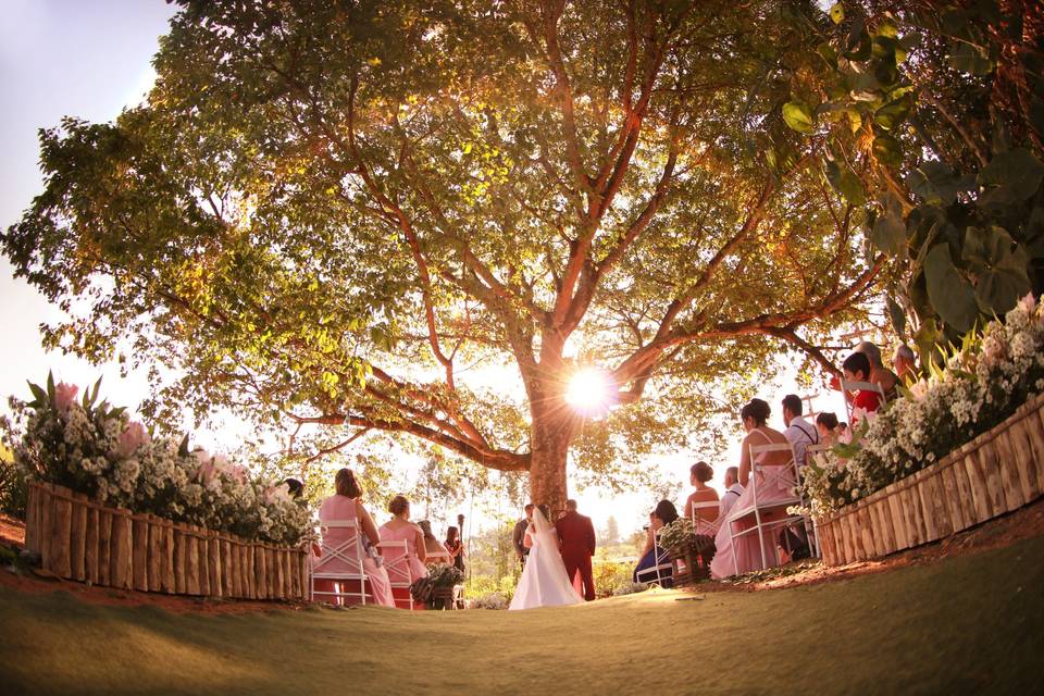 Casamento na Paineira