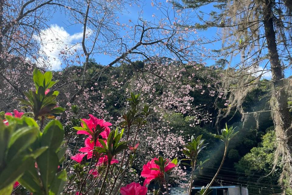Flores