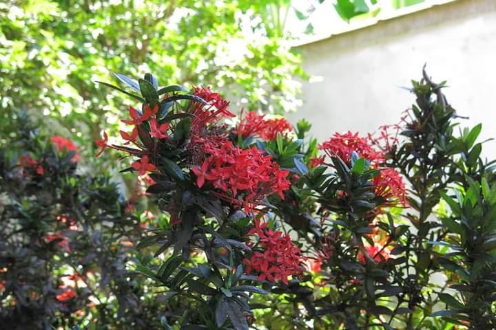 Belo Jardim
