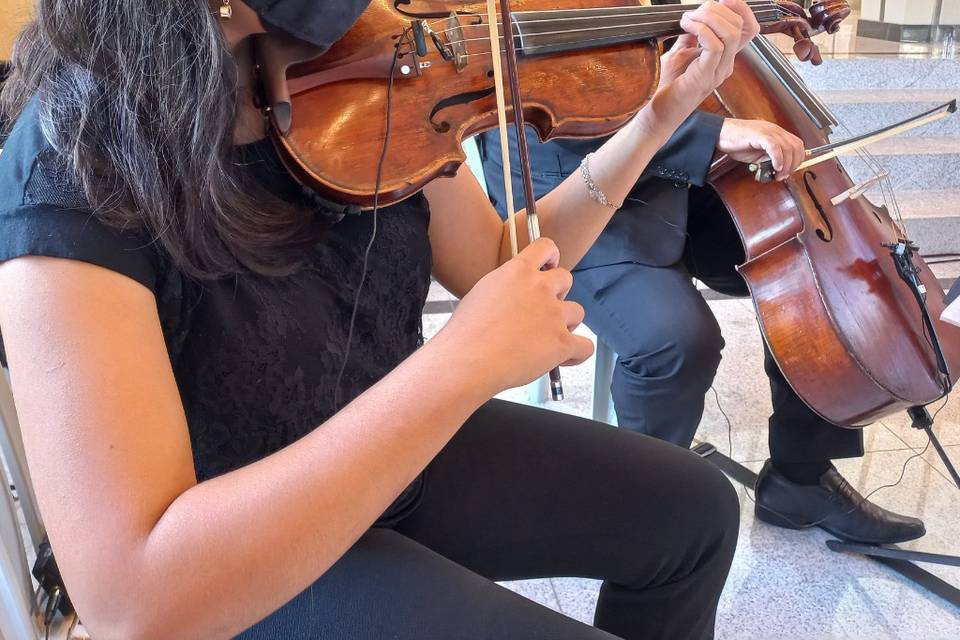 Violino