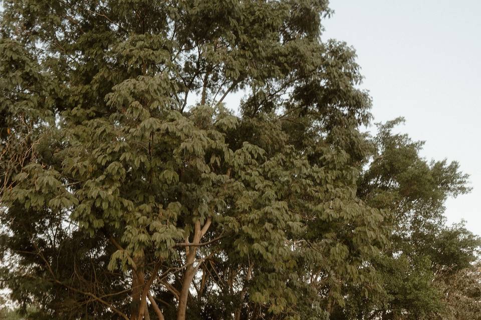 Jardim Cerimonia