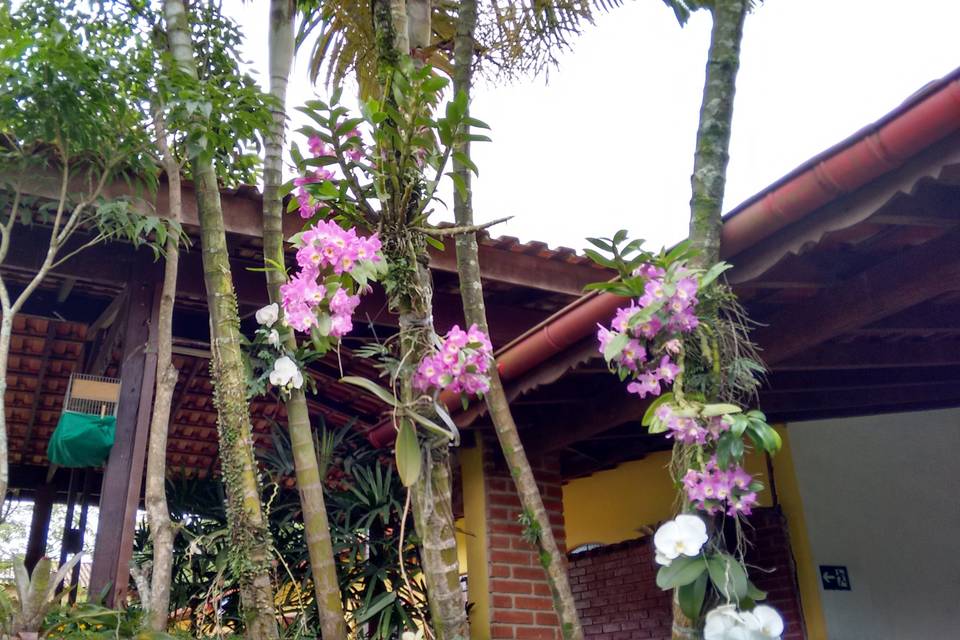 Orquideas