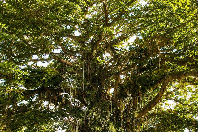 Jardim Secreto