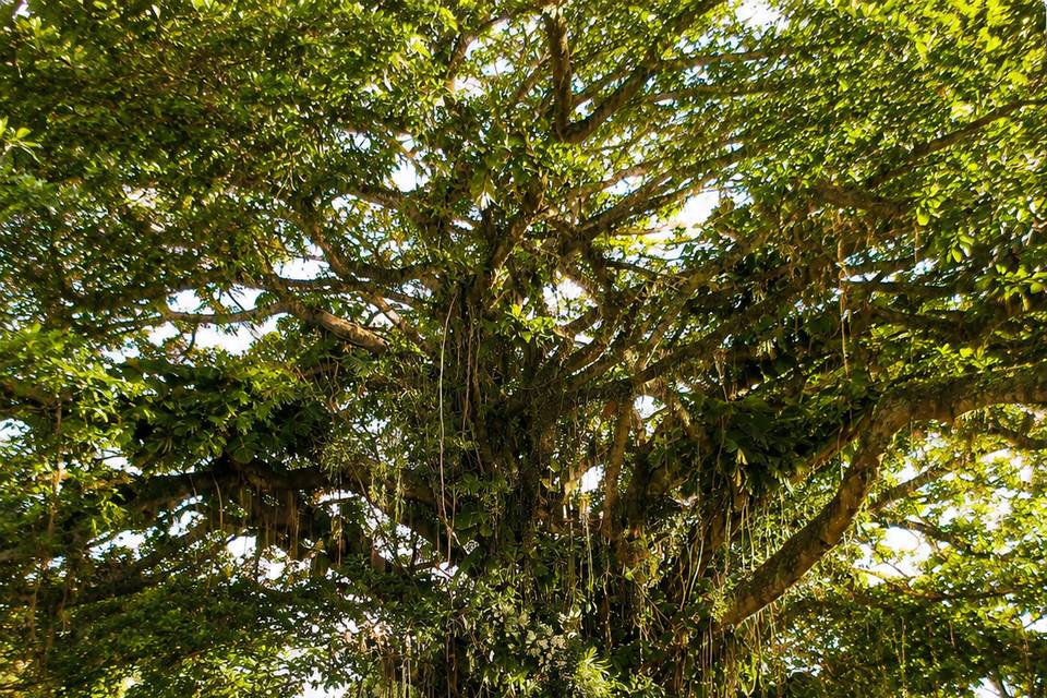Jardim Secreto