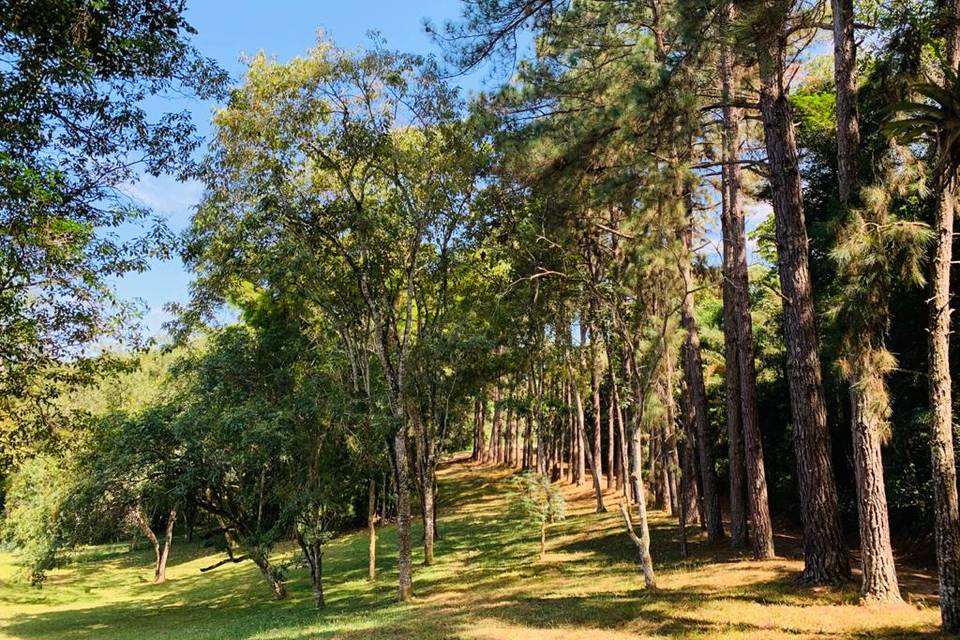 Bosque com parte do caminho