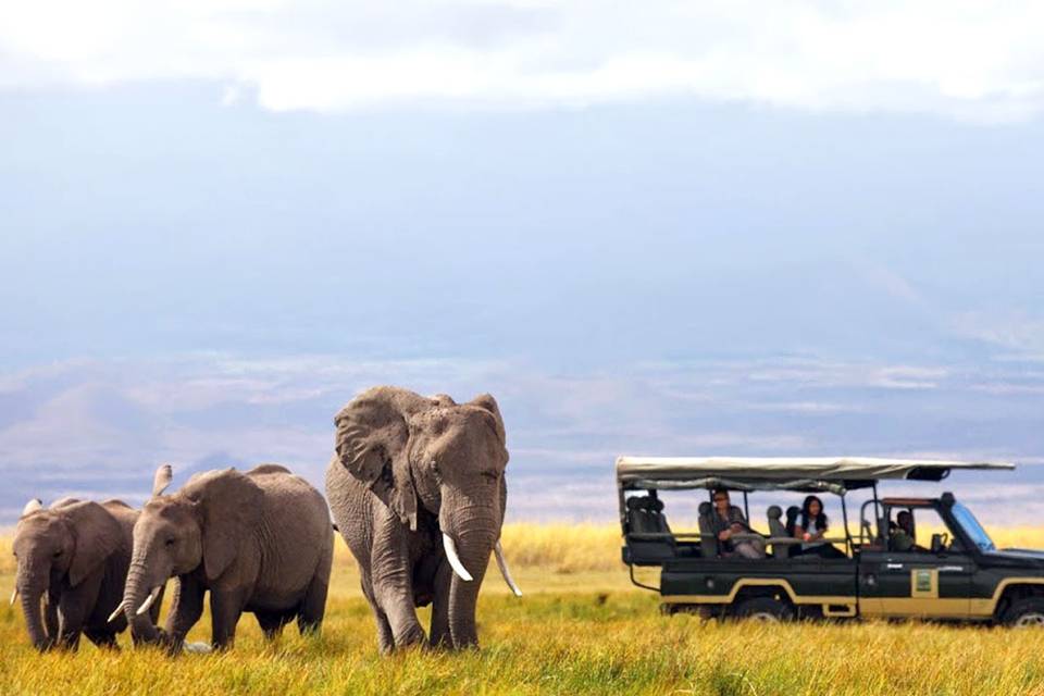 Safari - África do Sul