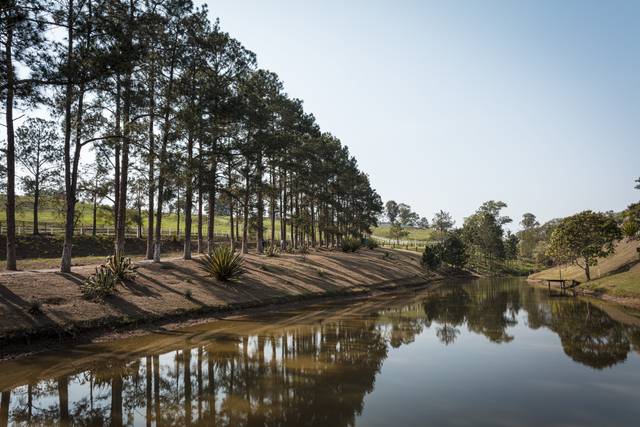 Pinheiros e lago na entrada