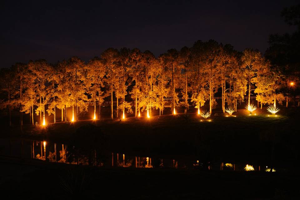 Pinheiros iluminados
