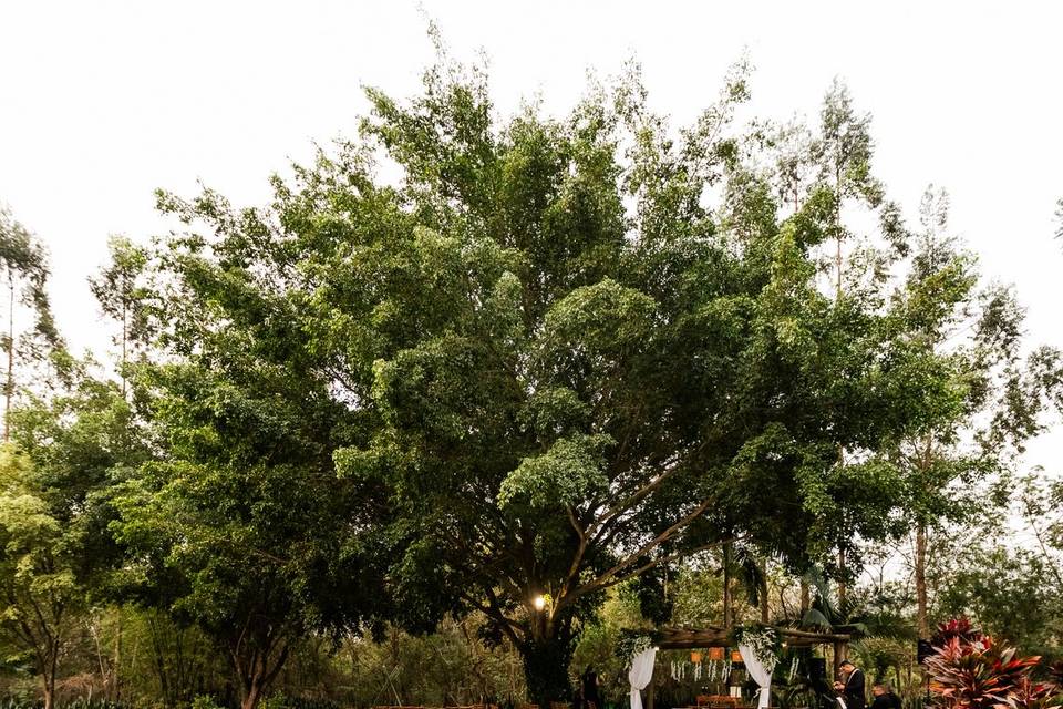Área verde Espaço Amazon