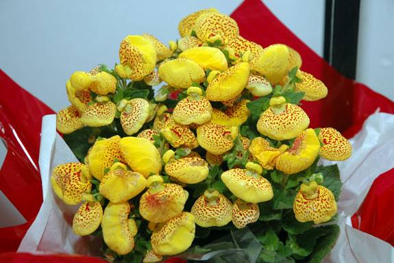 Arranjos florais