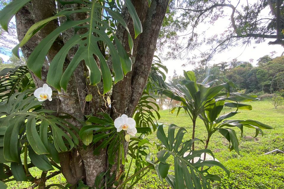 Flor do gramado