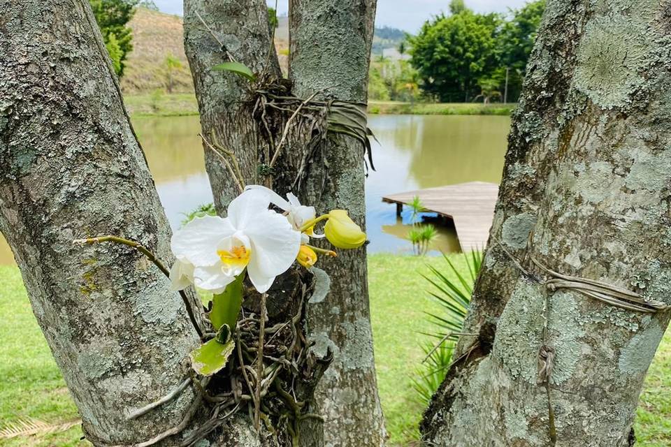 Flor do gramado