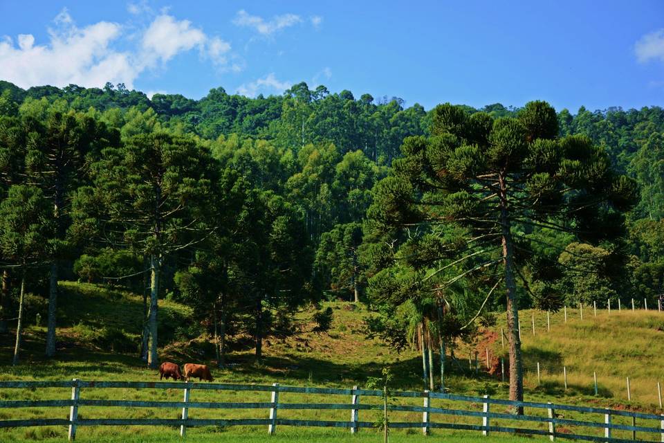 Ampla área verde.