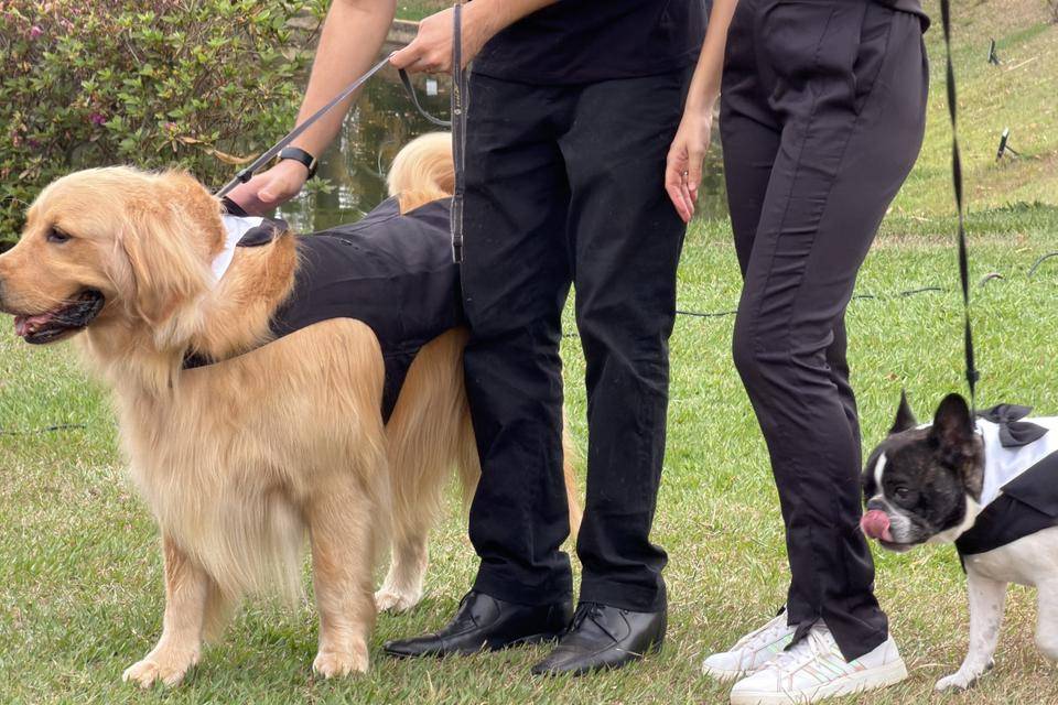 Apolo e Culito