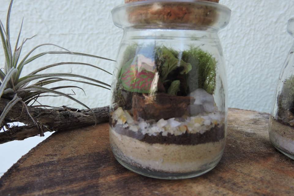 Mini terrário