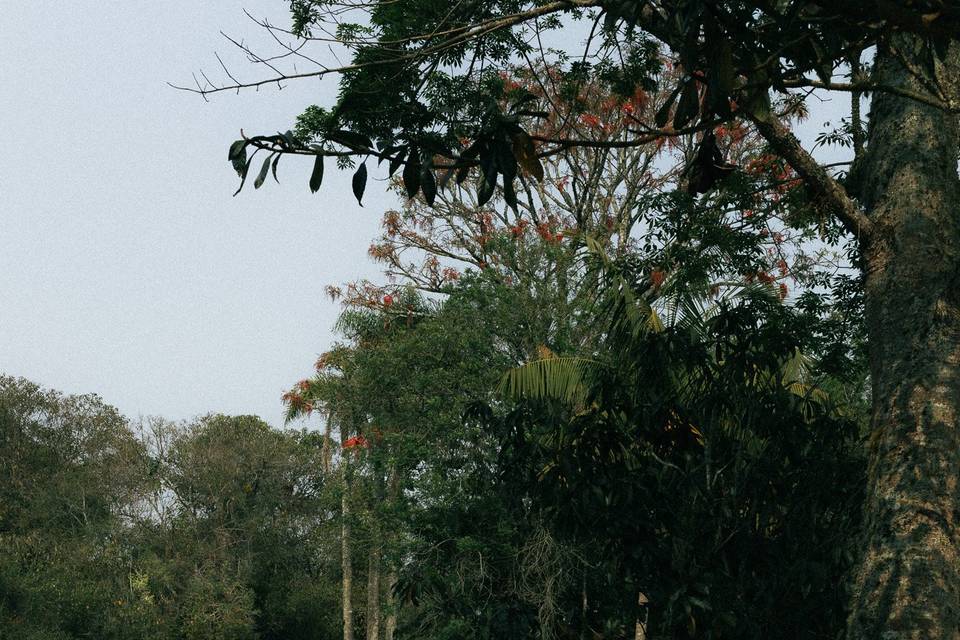 Lago e Jardim cercado de copos