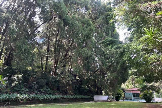 Bosque de Taunay