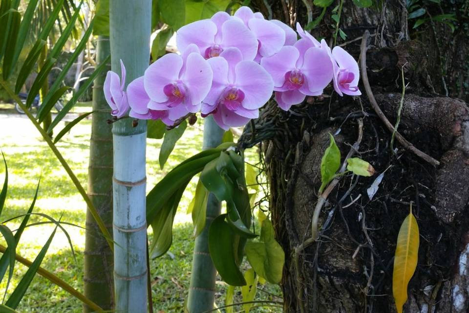 Orquideas pelo sitio