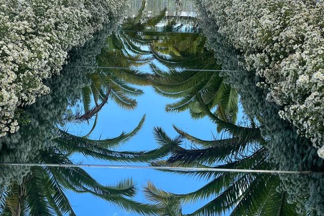 Cortejo espelhado com jardine