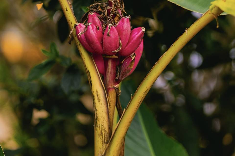 Bananeira rosa