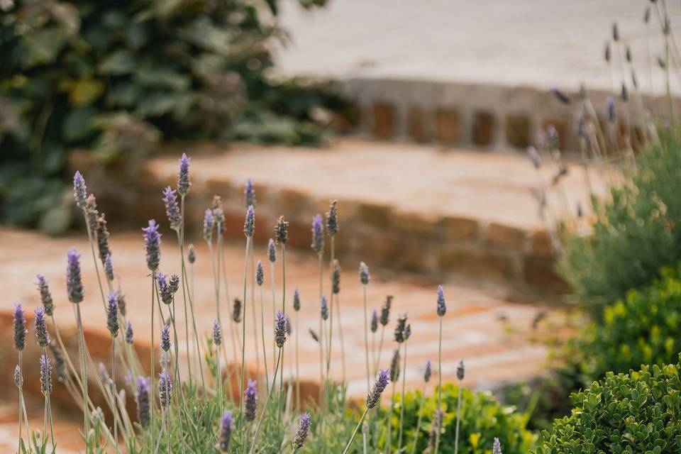 Lavandas