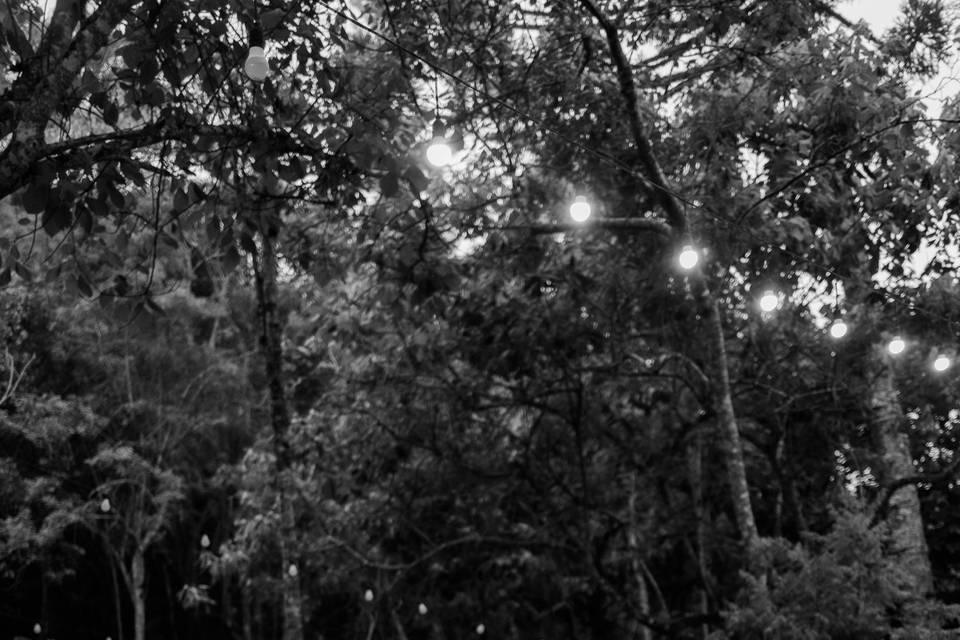 Bosque