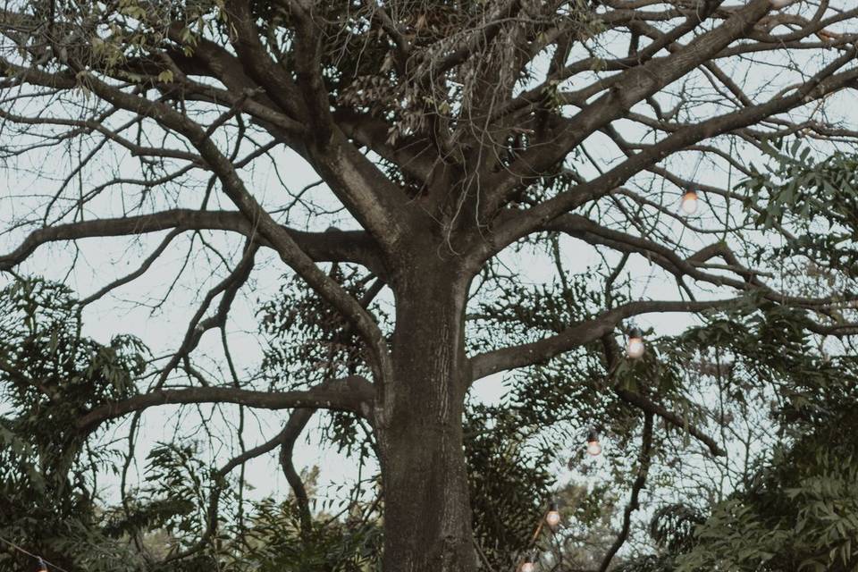 Jardim para cerimônia