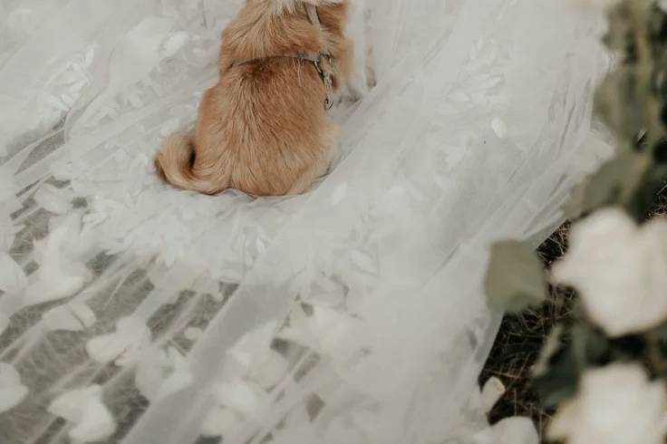 Pet Sitter