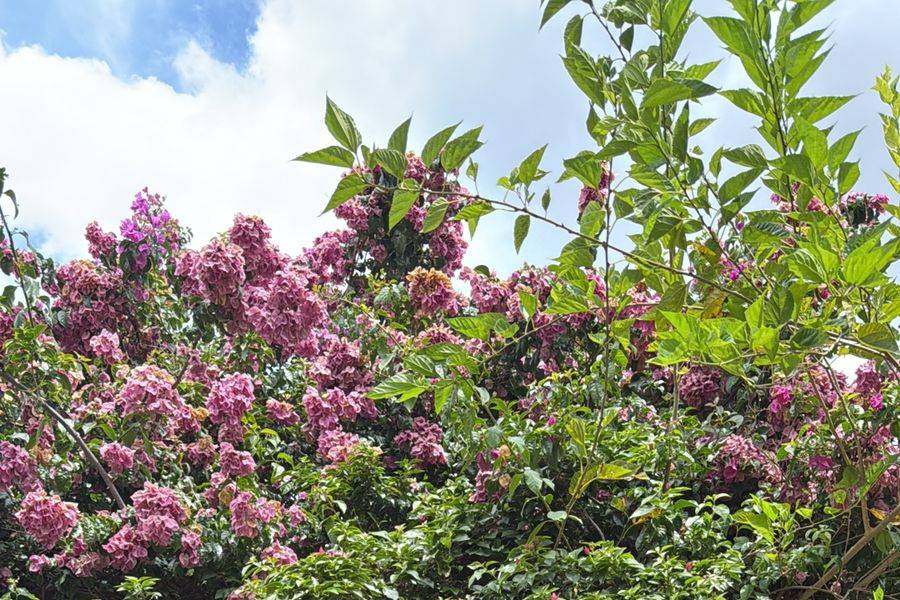 Jardim