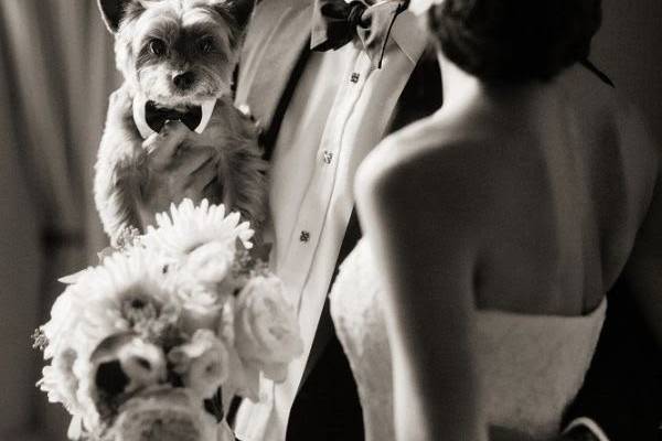 Patinhas Care Wedding