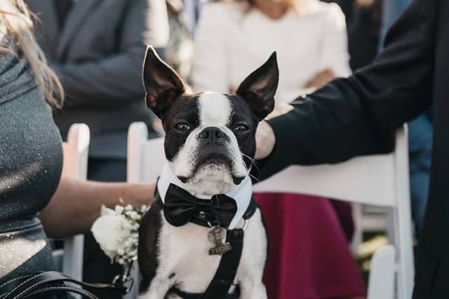 Patinhas Care Wedding
