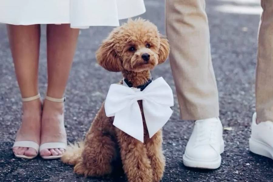 Patinhas Care Wedding