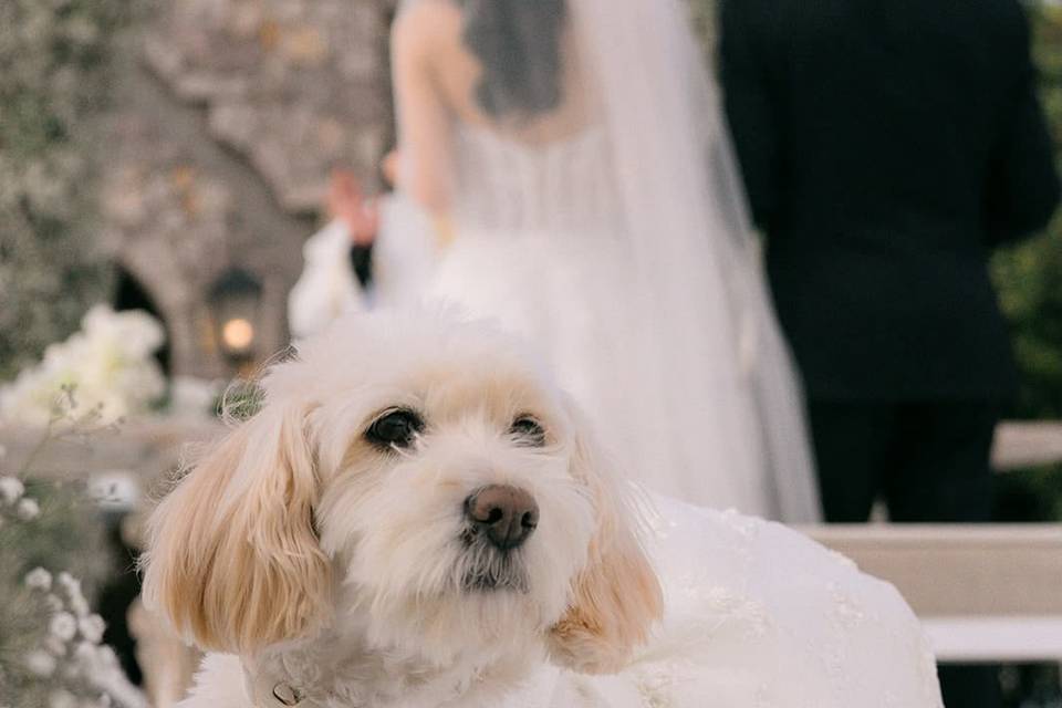 Patinhas Care Wedding