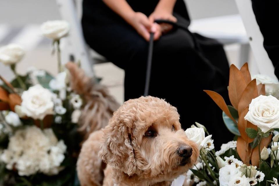 Patinhas Care Wedding