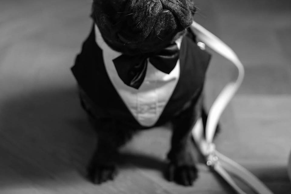 Patinhas Care Wedding