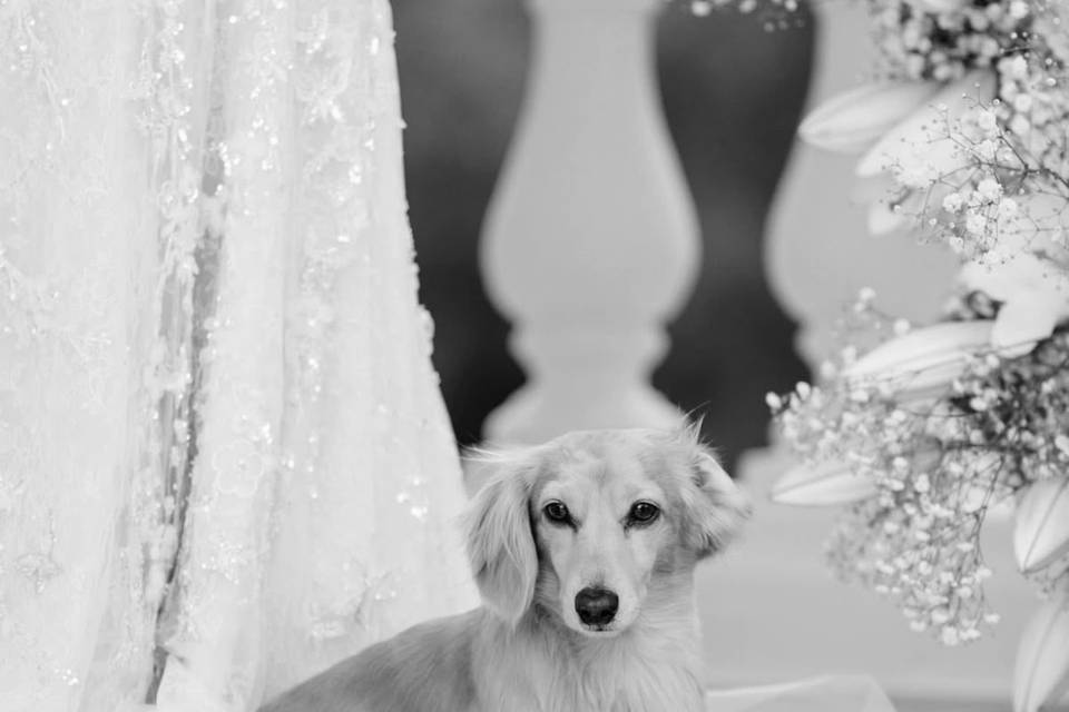 Patinhas Care Wedding