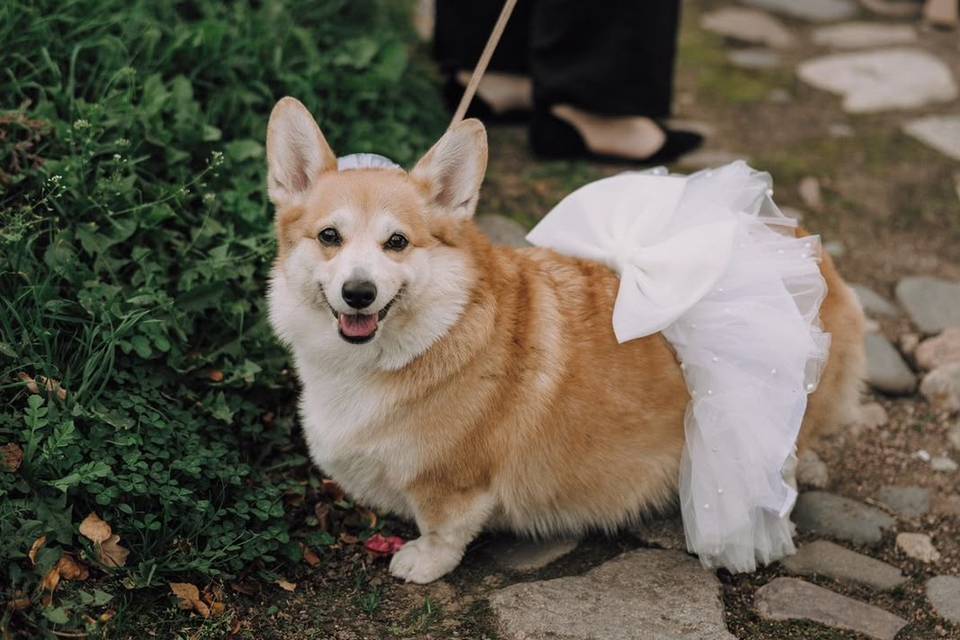 Patinhas Care Wedding