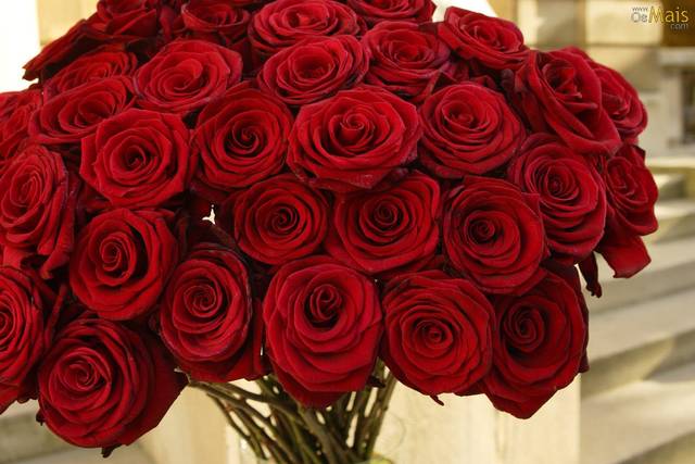 Rosas vermelhas