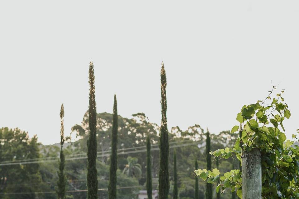 Vista