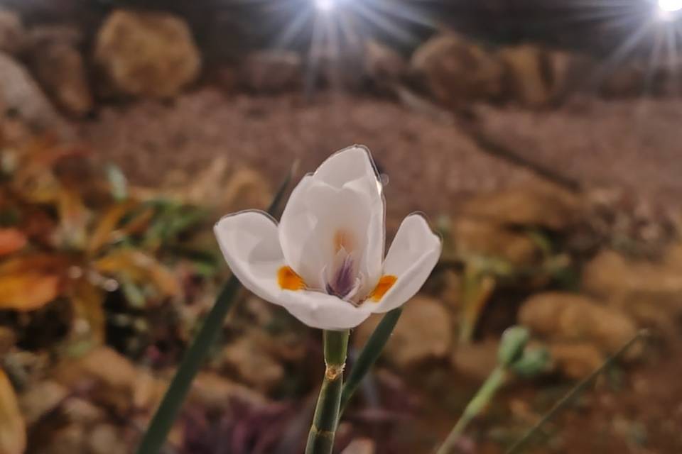 Fotos