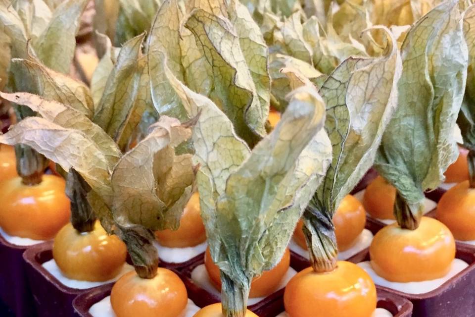 Copinho physalis