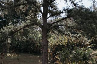 Chácara Florestal