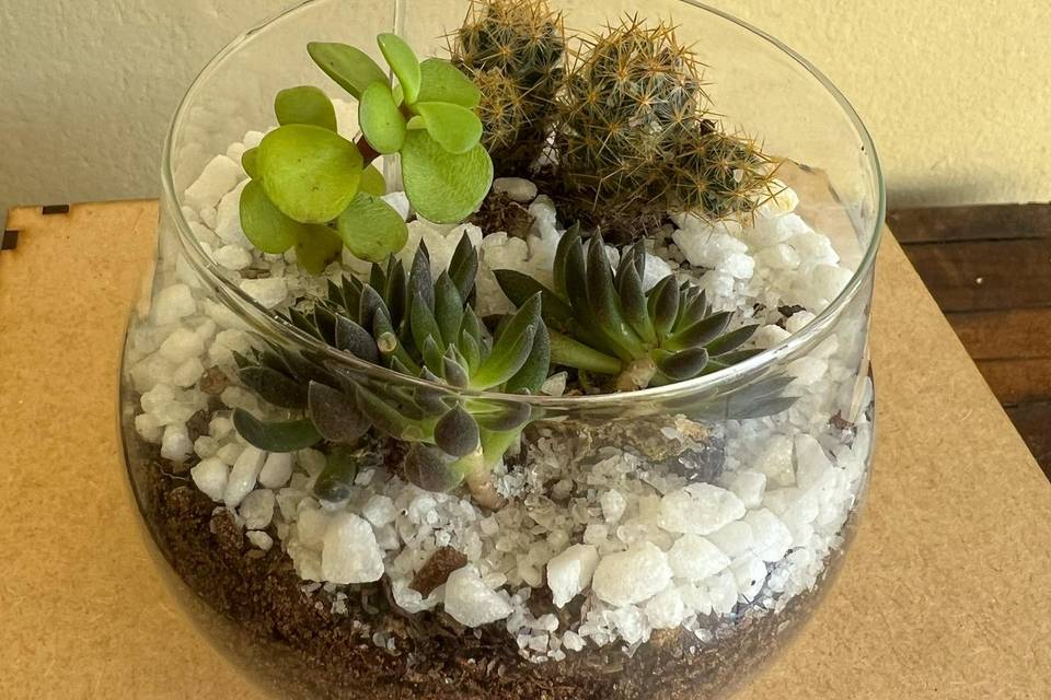 Mini terrário
