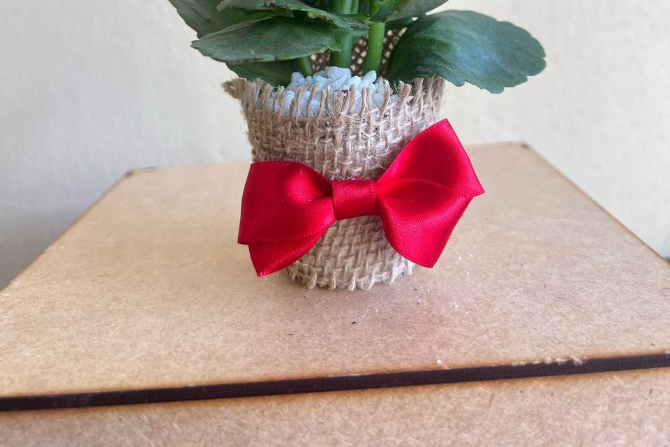 Kalanchoe