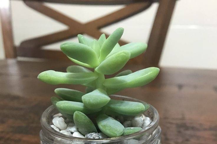 Mini terrário